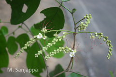 Humboldtia sanjappae